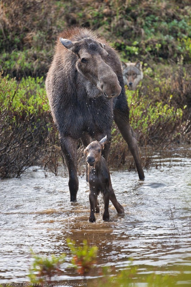 Wolf eyes a newly born moose calf, one of a pack of 6 that executed a deadly attack soon following. Tap image for article.