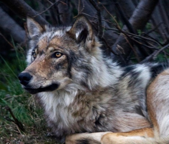 Denali National Park and Preserve Wolf Pack Narratives (prior to this season's hunt). Tap image for information. 