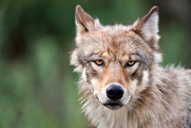 Wolf from the Grant Creek pack forages along the Denali Park road, Denali National Park, interior, Alaska. (photography by Patrick J. Endres)