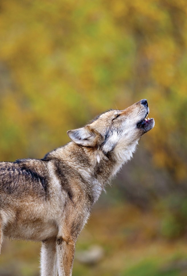 Gray wolf howls in Denali National park, interior, Alaska.
