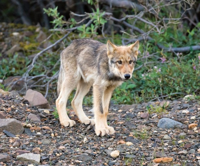 Wolf pup at Denali National Park.