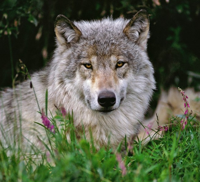 Denali Wolf – Photo by Johnny Johnson