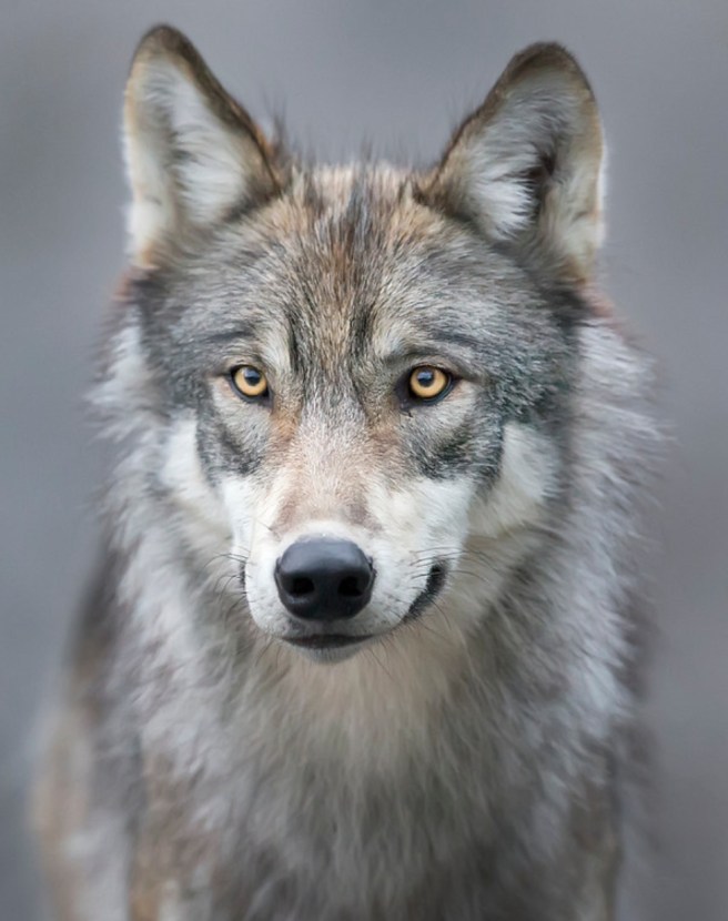 Enjoy this photo gallery of Denali National Park Wolves by Ken Conger. Tap image for more.