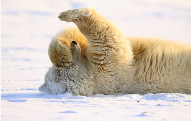 Polar Bear Cub