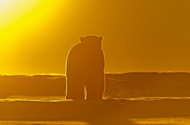 Polar bear at sunset: Sylvain Cordier
