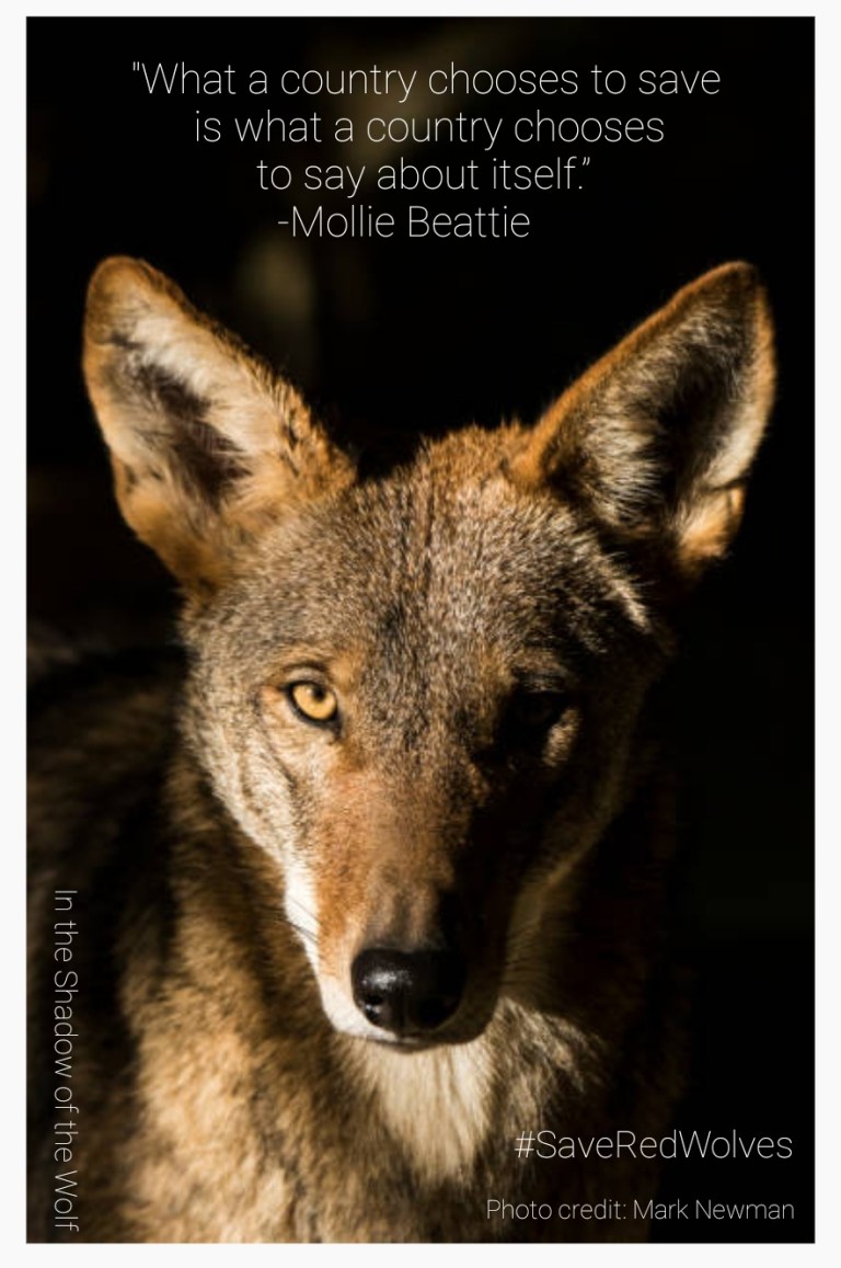 Save Red Wolves – intheshadowofthewolf