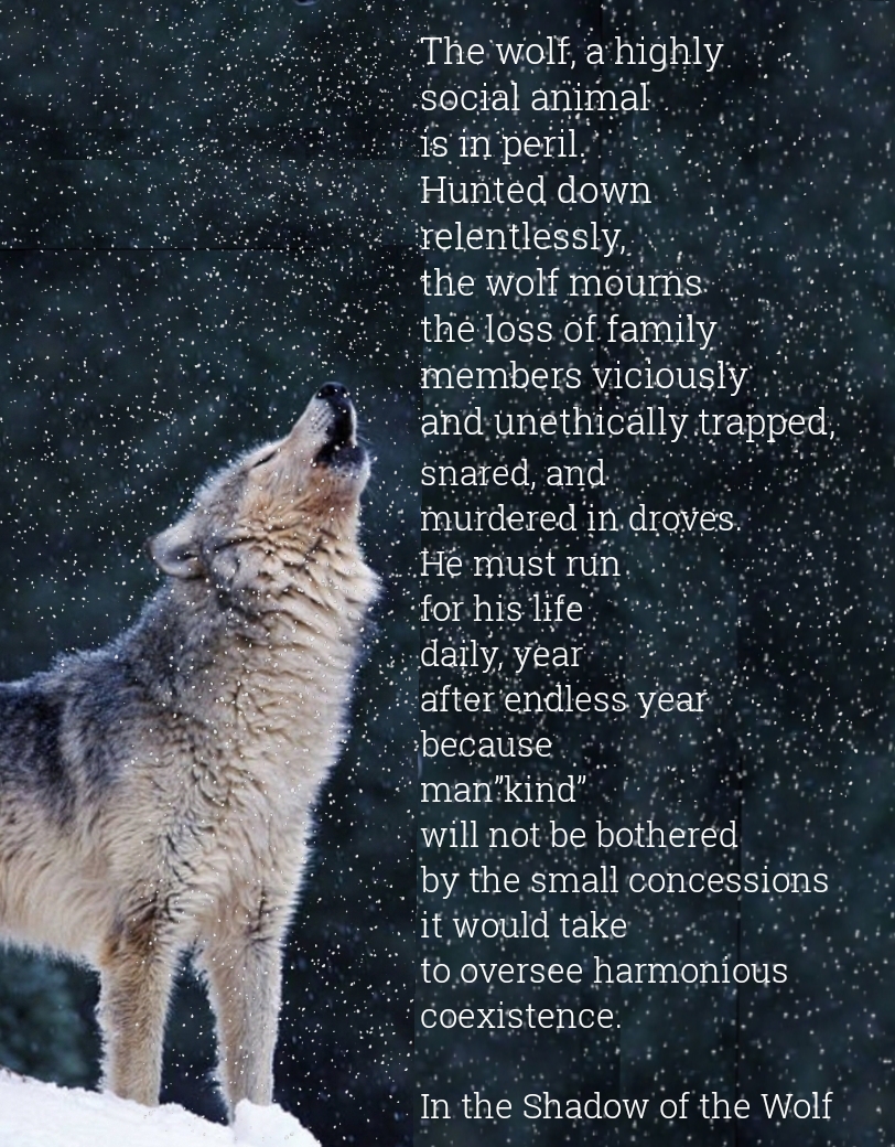 A Much Needed Safety Net – intheshadowofthewolf