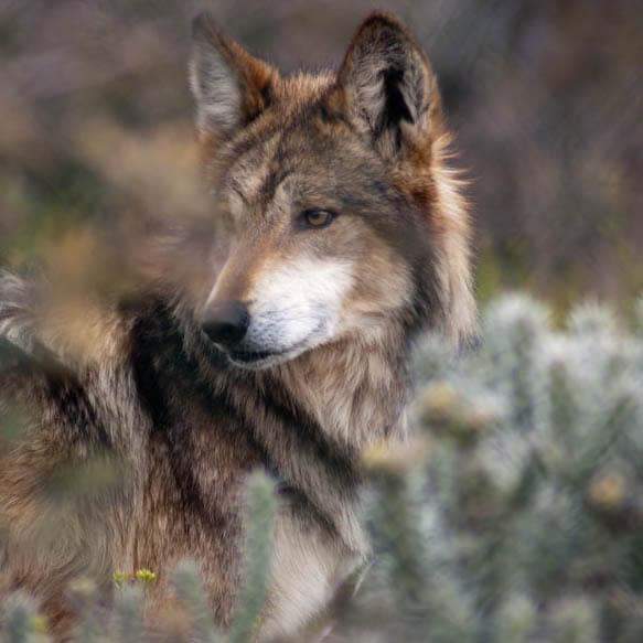 THE LOBO HAS BEEN REMOVED FROM THE EXTINCT SPECIES LIST IN MEXICO ...